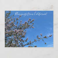 Bloomings de Californie : Buck Brush