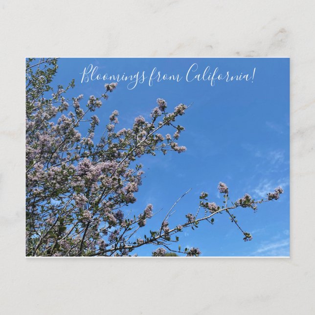 Carte Postale Bloomings de Californie : Buck Brush (Devant)