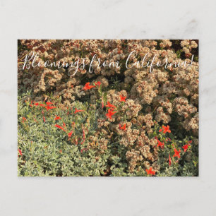 Carte Postale Bloomings de Californie : Buckble & Fuchsia Pos
