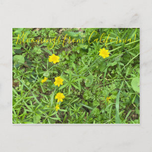 Carte Postale Bloomings de Californie : Buttercup