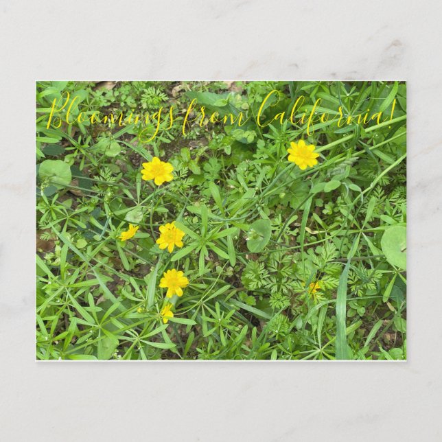 Carte Postale Bloomings de Californie : Buttercup (Devant)