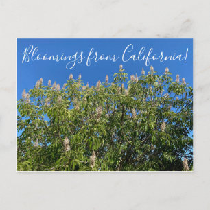 Carte Postale Bloomings de Californie : California Buckeye