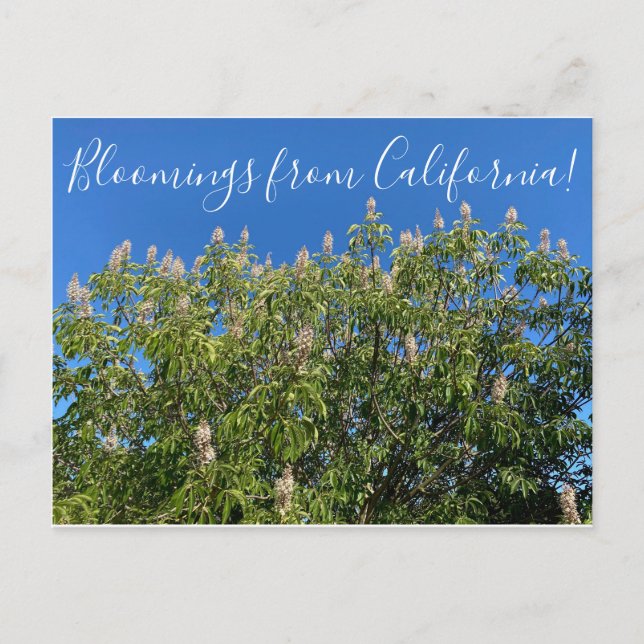 Carte Postale Bloomings de Californie : California Buckeye (Devant)