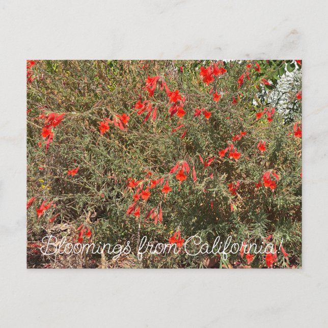 Carte Postale Bloomings de Californie : California Fuchsia (Devant)