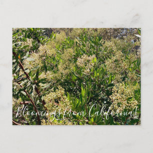 Carte Postale Bloomings de Californie : California Holly