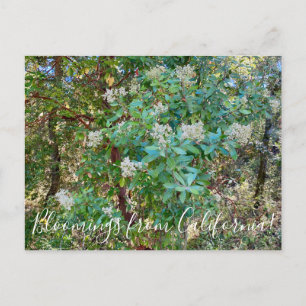 Carte Postale Bloomings de Californie : California Holly Postca
