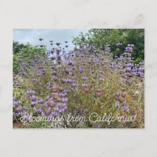 Carte Postale Bloomings de Californie : Cleveland Sage