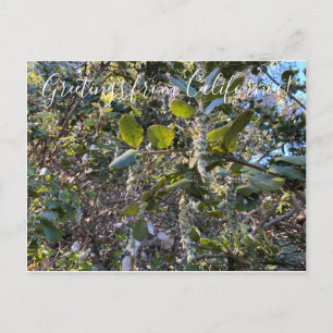 Carte Postale Bloomings de Californie : Coast Silk Tassel