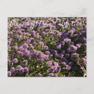 Carte Postale Bloomings de Californie : Coyote Mint