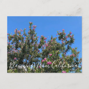 Carte Postale Bloomings de Californie : Desert Willow Postcard