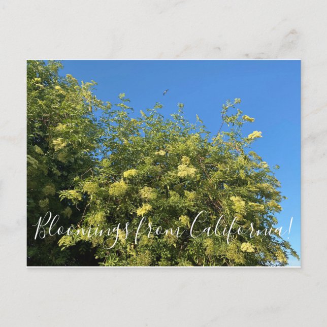 Carte Postale Bloomings de Californie : Elderberry Postcard (Devant)