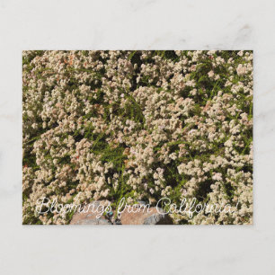 Carte Postale Bloomings de Californie : Eriogonum fasciculatum