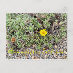 Carte Postale Bloomings de Californie : Golden Aster