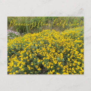 Carte Postale Bloomings de Californie : Golden Yarrow