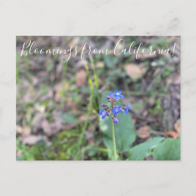 Carte Postale Bloomings de Californie : la langue de Pacific Hou (Devant)