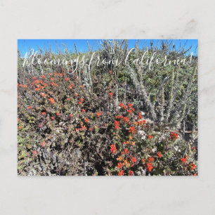Carte Postale Bloomings de Californie : Monterey Paintbrush Pos