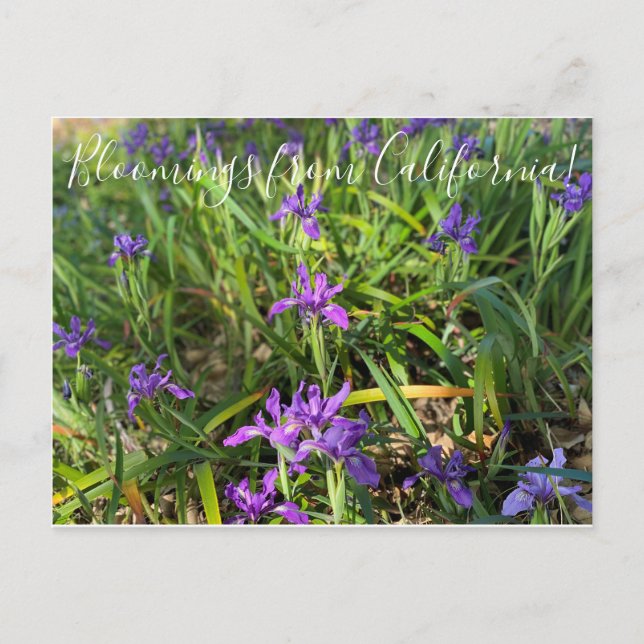 Carte Postale Bloomings de Californie : Pacific Coast Iris Post (Devant)