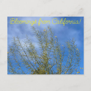 Carte Postale Bloomings de Californie : Palo Verde