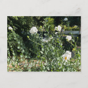 Carte Postale Bloomings de Californie : Poppy Matilija