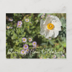 Carte Postale Bloomings de Californie : Poppy Matilija