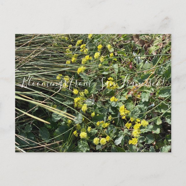 Carte Postale Bloomings de Californie : Poster du sarrasin jaune (Devant)