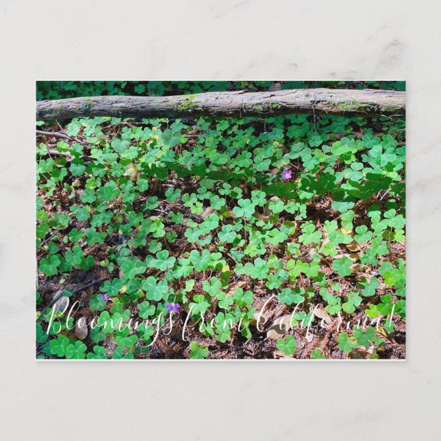 Carte Postale Bloomings de Californie : Redwood Sorrel (Devant)