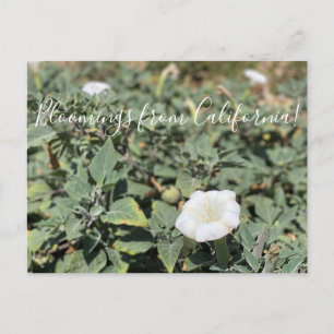 Carte Postale Bloomings de Californie : Sacred Datura