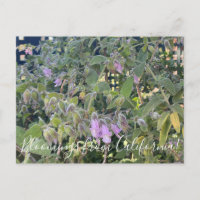 Bloomings de Californie : Sage de Pitcher parfumé