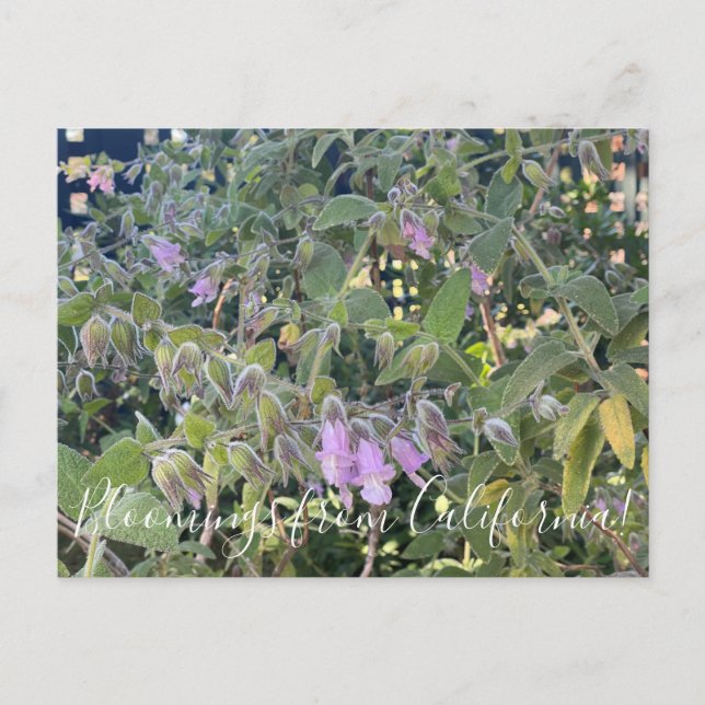 Carte Postale Bloomings de Californie : Sage de Pitcher parfumé (Devant)