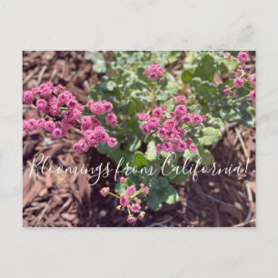 Carte Postale Bloomings de Californie : Sarrasin de Redflower