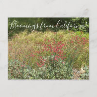 Bloomings de Californie : Sarrasin rouge