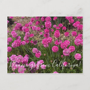 Carte Postale Bloomings de Californie : Sea Pink