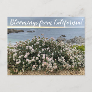 Carte Postale Bloomings de Californie : Seacliff Buckblé Post