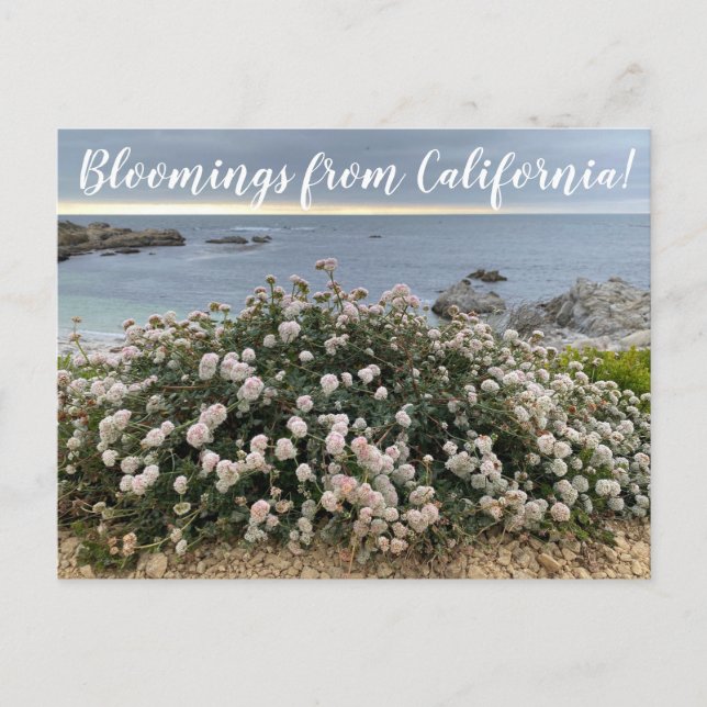 Carte Postale Bloomings de Californie : Seacliff Buckblé Post (Devant)
