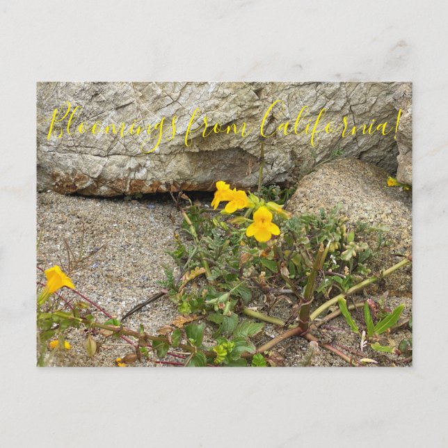 Carte Postale Bloomings de Californie : Seep Monkey Flower (Devant)