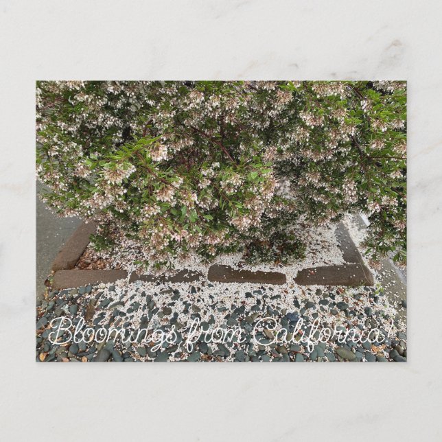 Carte Postale Bloomings de Californie : Sentinel Manzanita (Devant)