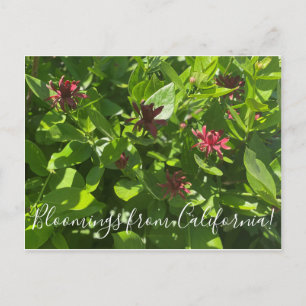 Carte Postale Bloomings de Californie : Spice Bush Postcard