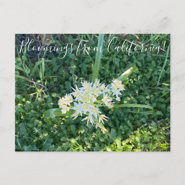 Carte Postale Bloomings de Californie : Star Lily (Devant)