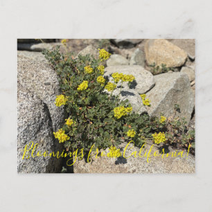 Carte Postale Bloomings de Californie : Sulfur Buckblé Post