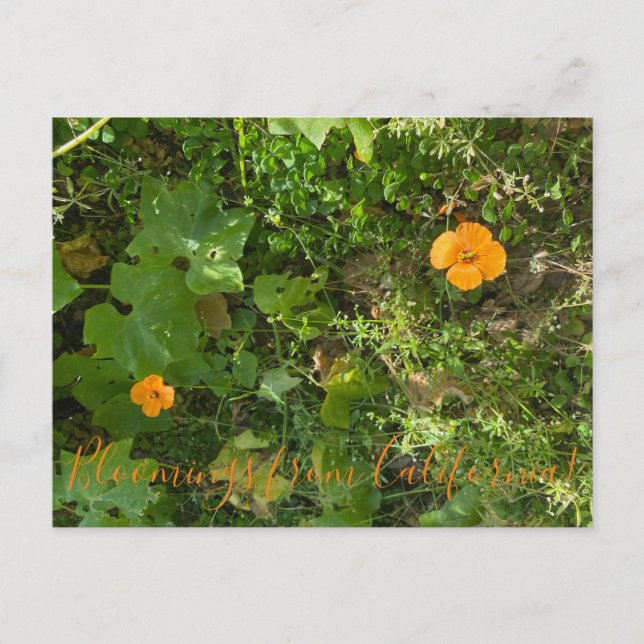 Carte Postale Bloomings de Californie : Vent Poppies (Devant)