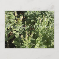 Bloomings de Californie : White Hedge Nettle