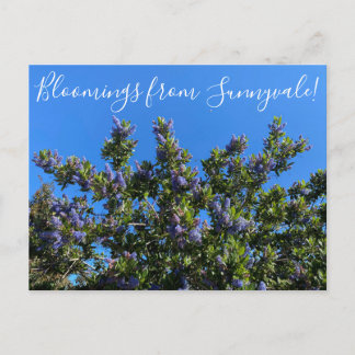 Carte Postale Bloomings de Sunnyvale : Ray Hartman Ceanothus