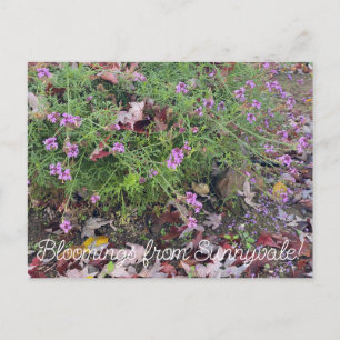 Carte Postale Bloomings de Sunnyvale : Verbena lilacina