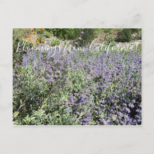 Carte Postale Bloomings from California : Bee's Bliss Sage
