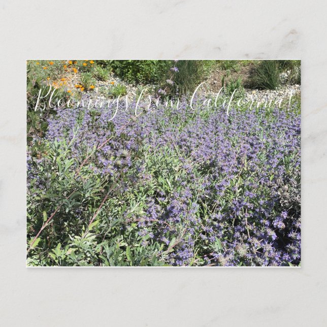 Carte Postale Bloomings from California : Bee's Bliss Sage (Devant)