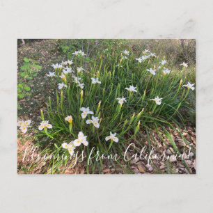 Carte Postale Bloomings from California : Canyon Neige Iris Post