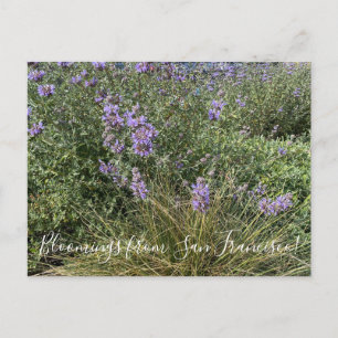 Carte Postale Bloomings from California : Cleveland Sage