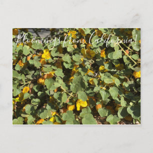 Carte Postale Bloomings from California : Flannel Bush
