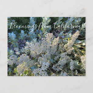 Carte Postale Bloomings from California : la dentelle de Sainte 