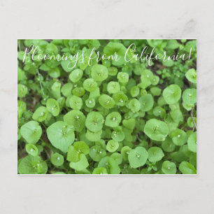 Carte Postale Bloomings from California : La laitue du mineur